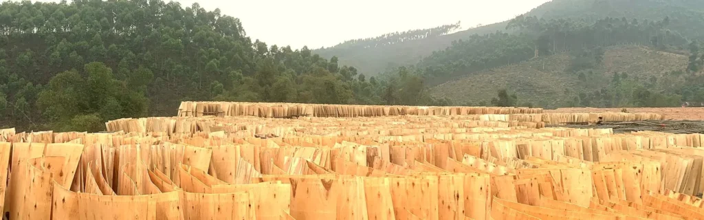 Eucalyptus core veneer stacks at Vifuko mill in Vietnam for plywood manufacturing, premium eucalyptus core veneer