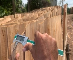 Vifuko quality control inspecting eucalyptus core veneer thickness with digital caliper in Vietnam